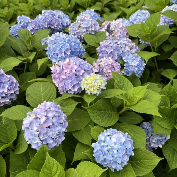 紫陽花の花