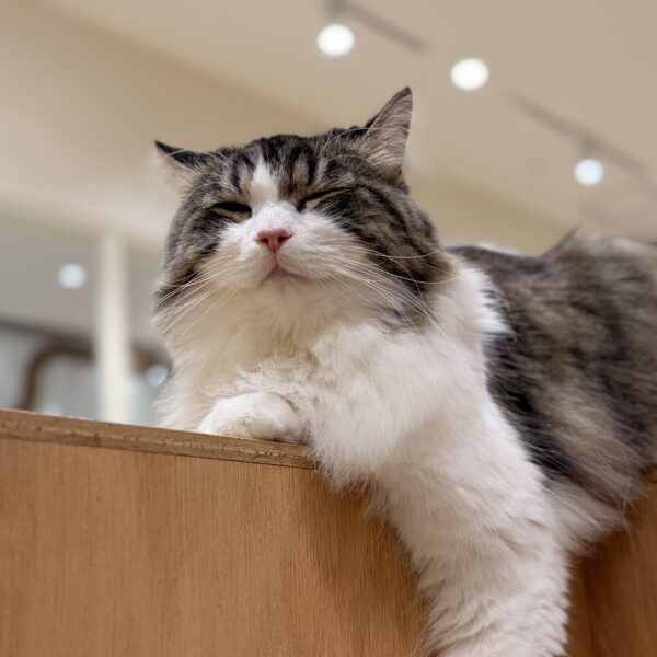 目を閉じてくつろいでいる猫