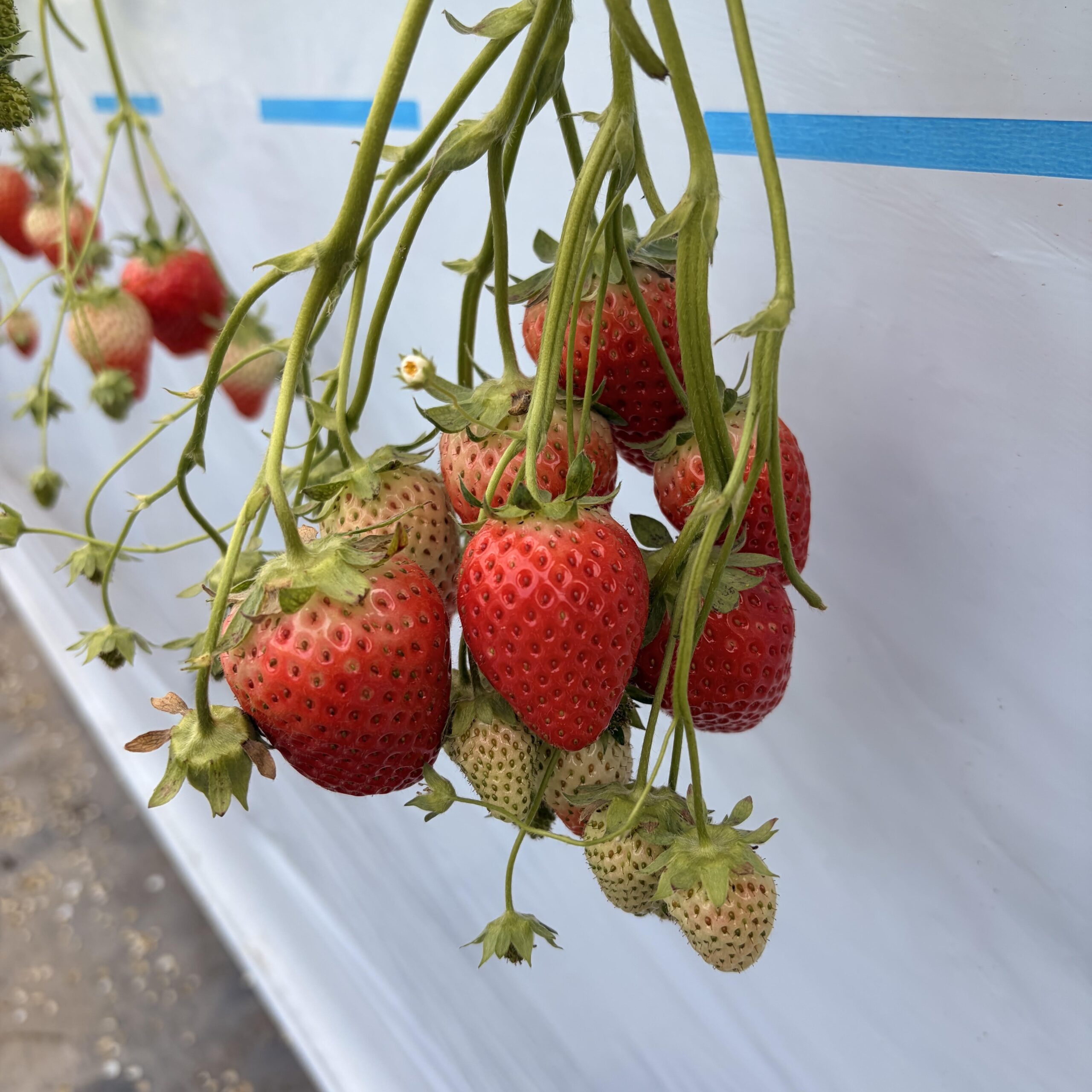 たわわになっている苺